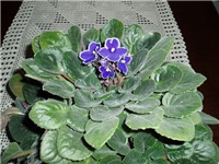 017bf5ae-P1010158a.jpg