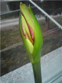 0264024e-Amaryllis.JPG
