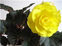 02f8e319-testdva033.jpg