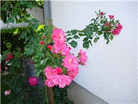 034ea8b5-DSC06226.JPG