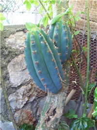 03aac239-101_1784.jpg