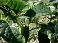 046d7f9a-DSCI0031.JPG