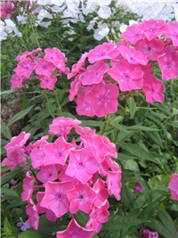 049b0500-c.phlox.jpg