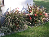 050cb40e-PA100486.JPG