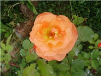 05393da8-P9270016.JPG