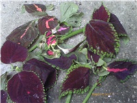 0548b2a4-PTDC0044.JPG