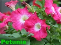 Petunia