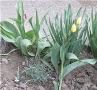 06cc5ead-tulipani.jpg