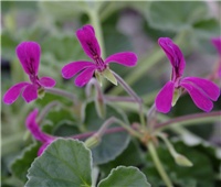 0773803b-Pelargonium_reniforme.jpg