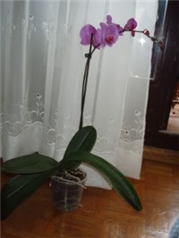 0885ee53-orhideja.jpg