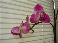 0989f9db-DSC05711.JPG