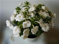 0aa557d2-2.jpg