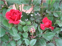 0aeadacc-IMG_3888.jpg