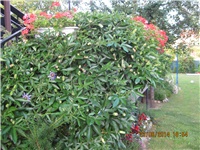 0bc55dfe-075.JPG