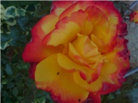 0c39f2a6-DSC00763.JPG