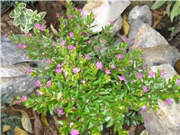 0cfb3a8c-IMG_0007.JPG