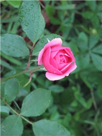 0d173296-zadnje_034.jpg