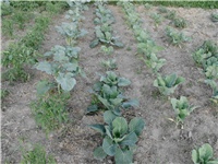 0dfa1d35-DSCI2126.JPG
