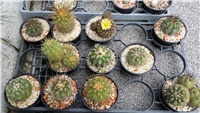 0e251602-copiapoas.JPG