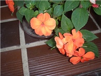 0e2861fa-P9300266.JPG