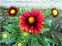 0f729204-IMG_2916.JPG