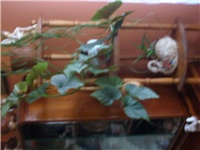 10691bee-SL732715.JPG