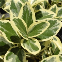 10d179d0-Euonymus_SilverK300.jpg