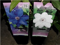 10ed5b58-DSCI0035.JPG