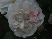 11bb8004-IMG_0724.jpg