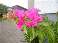 12a5de19-DSC01892.JPG