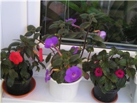 12dd5595-achimenes.jpg