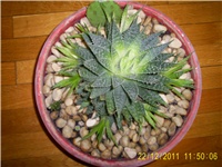 13354772-S4025454.JPG
