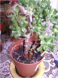 13585c1a-DSC00352.JPG