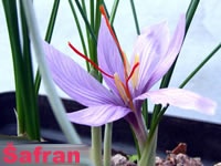 Šafrani