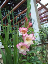 1494f500-101_2299.jpg
