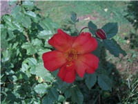 15488d60-IMG_0769.jpg