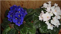 15a0ae18-DSC00108.JPG