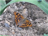 1697d1a0-IMG_0797.jpg