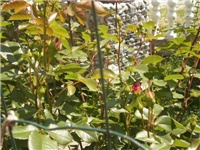 170bda6c-P5030604.JPG