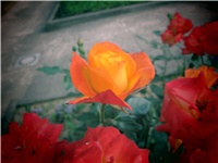 17fdab84-IMG_0392.jpg