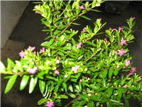 188d56e7-IMG_0025.JPG