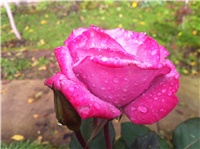 18de43b4-IMG_3050.JPG