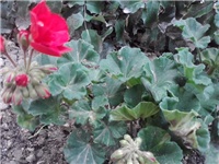 18ec1433-P150614_17.08_01.jpg