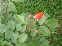 18ee378d-P9270023.JPG