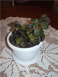 1941e1b6-P1130095.JPG
