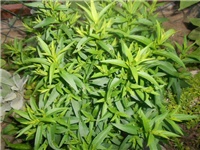 19737a5d-DSCN0760.JPG