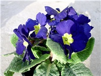 1ab8f149-DSCI0121.JPG