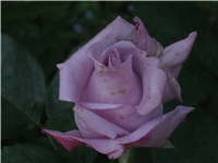 1af2b360-IMG_0619.jpg