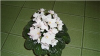 1b4210ef-DSC00106.JPG