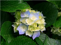 1b9562c1-Hydrangeas.jpg